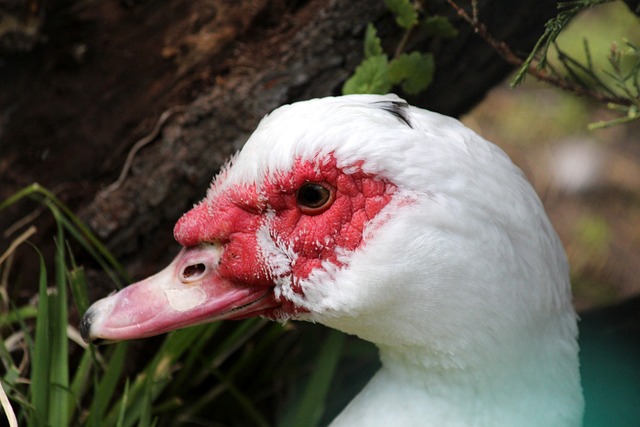 受尊敬的足 受尊敬的足
